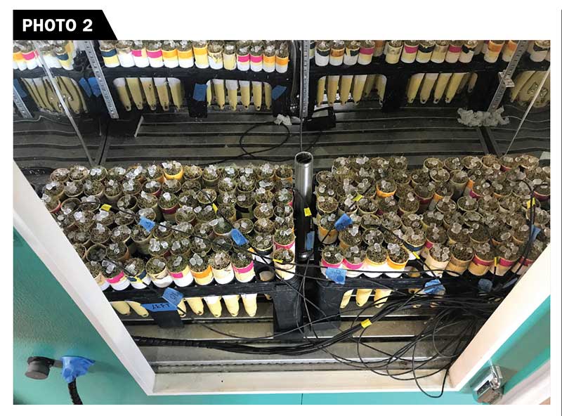 Conetainers were placed into a freeze chamber with 10 randomly placed thermocouple sensors inserted 1 inch into the potting medium. Ice chips are in all of the conetainers to prevent supercooling and induce freezing.(Photo: Lakshmy Gopinath, Ph.D.)