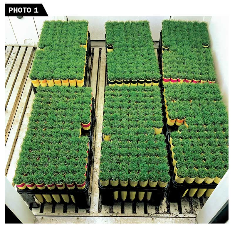 Bermudagrass entries were established in a growth chamber at 32/28-degree F day/night temperatures for 13 weeks. (Photo: Lakshmy Gopinath, Ph.D.)