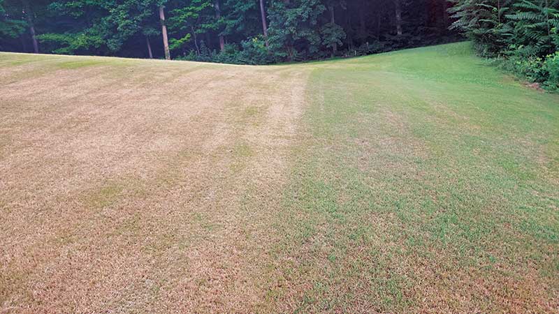 In 2021, fall armyworm caught some superintendents off guard with how far and wide it spread. Fall armyworm damage occurred overnight at Williamsburg (Va.) GC, much to the dismay of Jeff Whitmire, CGCS. “The worms moved from the treeline and absolutely decimated the bermudagrass, marching until they hit the zoysiagrass. There was no damage to the zoysiagrass.” (Photo: photo by: Jeffrey Whitmire, CGCS)