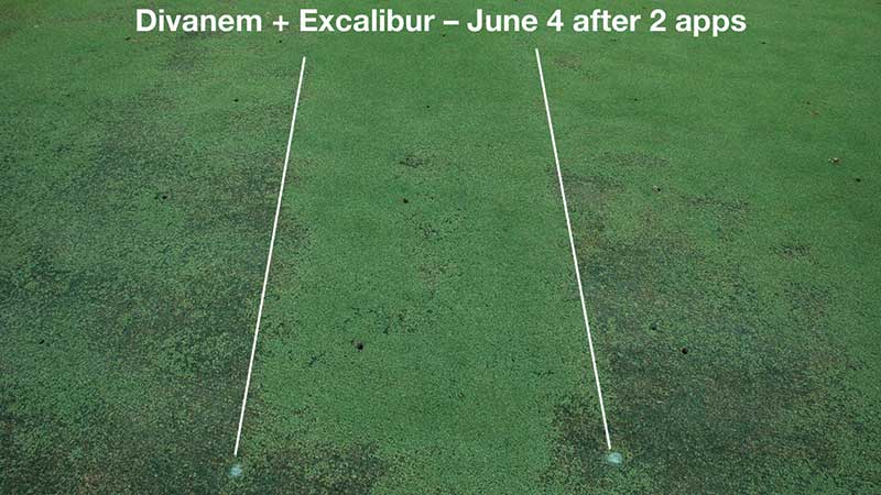 A look at the combination of Divanem and Excalibur on June 4 after two applications. (photo by: Bruce Martin, Ph.D.)