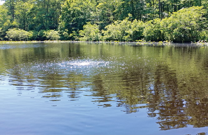 To dewinterize ponds, superintendents should perform diffused aeration and add beneficial bacteria products. (Photo: Pondhawk)