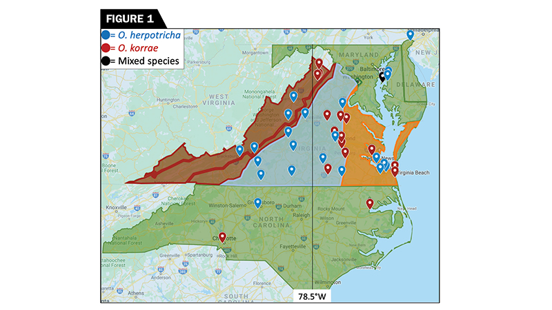 Ophiosphaerella spp. distribution in the Mid-Atlantic. Species were determined using real-time PCR, and regions are color-coded: Red=VA Mountains; Blue=VA Piedmont; Orange=VA Coastal Plain; Green=DE, MD, and NC. (Graphic courtesy of Wendell Hutchens)