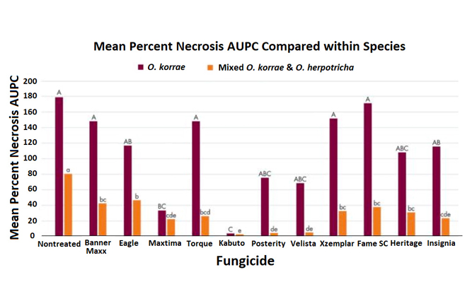 Certain fungicides are more efficacious than others against SDS and that you should select a fungicide SDS based on the Ophiosphaerella spp. population present. (Graph courtesy of Wendell Hutchens, Jordan Booth, Kevin Hensler and David McCall, Ph.D.)