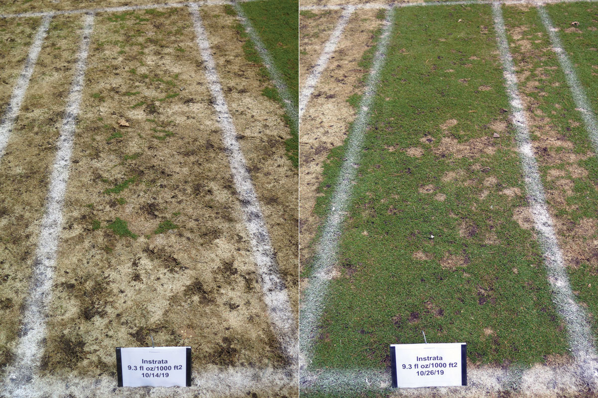 Figure 1. The cutoff between no snow mold suppression and excellent suppression can be very sharp, as evidenced by this picture from Timber Ridge GC in Minocqua, Wis., in the spring of 2020. (Photo: Paul Koch)