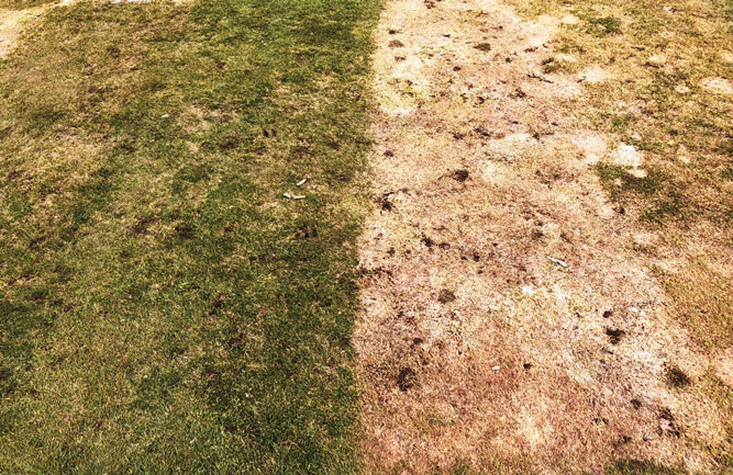 Check plots — whether on the course or the research plot (like this one) — are an excellent tool to better understand your past, current and future snow mold pressure. (Photo: Paul Koch)