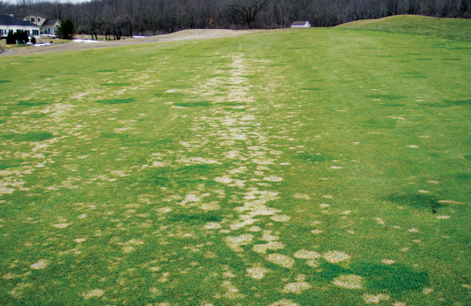 Gray snow mold typically appears in places that experience long periods of snow-covered ground. (Photo: Paul Koch)