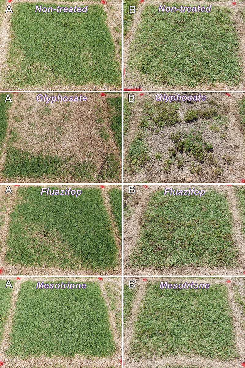 Figure 1. (A) ‘Midlawn’ bermudagrass plots and (B) common bermudagrass plots on June 12, 2014 (252 days after application on Oct. 3, 2013) recovering from autumn applications of glyphosate, fluazifop and mesotrione combinations. All other treatments containing glyphosate (not pictured) had a similar percentage of green cover as glyphosate plots and plots treated with fluazifop and mesotrione (not pictured) had a similar percentage of green bermudagrass cover as those treated only with fluazifop.