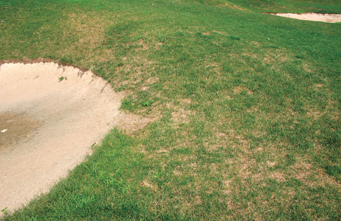 This superintendent assumed this damaged bunker edge was from drought conditions, but upon closer examination, the damage was the result of bluegrass billbug larvae. (Photo: David Sheltar, Ph.D.)