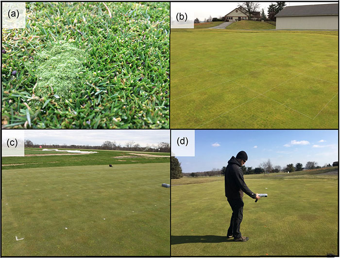 FIGURE 1: (a) Silvery-thread moss growing in nontreated control plot at Hawks Nest Golf Course in Creston, Ohio, at four weeks after treatment (WAT); (b) Experimental plot area at Hawks Nest Golf Course at trial initiation; (c) Experimental plot area at Rutgers Horticultural Farm 2 in New Brunswick, N.J., at 12 WAT; (d) Collecting normalized difference vegetation index values at Hawks Nest Golf Course at four WAT. (Photos: Zane Raudenbush, Ph.D.)