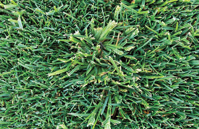 Goosegrass (Photo: Syngenta)