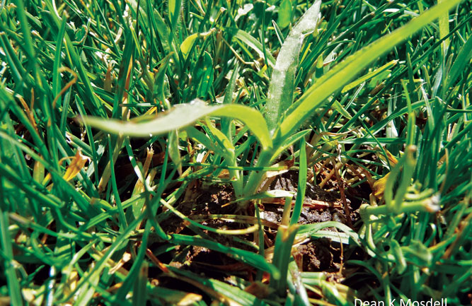 Crabgrass (Photo: Syngenta)