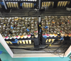 Photo 1. Conetainers were placed into a freeze chamber with 10 randomly placed thermocouple sensors inserted 1 inch into the potting medium. Ice chips are in all of the conetainers to prevent supercooling and induce freezing.