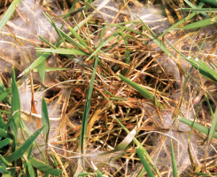 Also known as cottony blight, Pythium blight thrives in warm and wet conditions on cool-season grasses. (Photo: Syngenta)