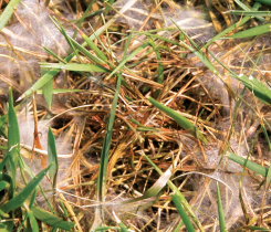 Also known as cottony blight, Pythium blight thrives in warm and wet conditions on cool-season grasses. (Photo: Syngenta)