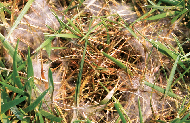 Also known as cottony blight, Pythium blight thrives in warm and wet conditions on cool-season grasses. (Photo: Syngenta)