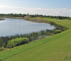 Vegetated littoral zones improve water quality and be attractive features. (Photo: Todd Lowe)
