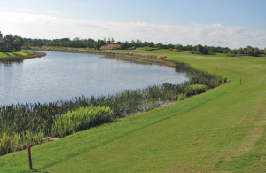 Vegetated littoral zones improve water quality and be attractive features. (Photo: Todd Lowe)