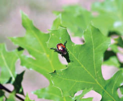 Japanese beetle larvae damage can be easier to spot in cool-season turf thanks to its slower root mass growth. (Photo: David Held)