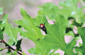 Japanese beetle larvae damage can be easier to spot in cool-season turf thanks to its slower root mass growth. (Photo: David Held)