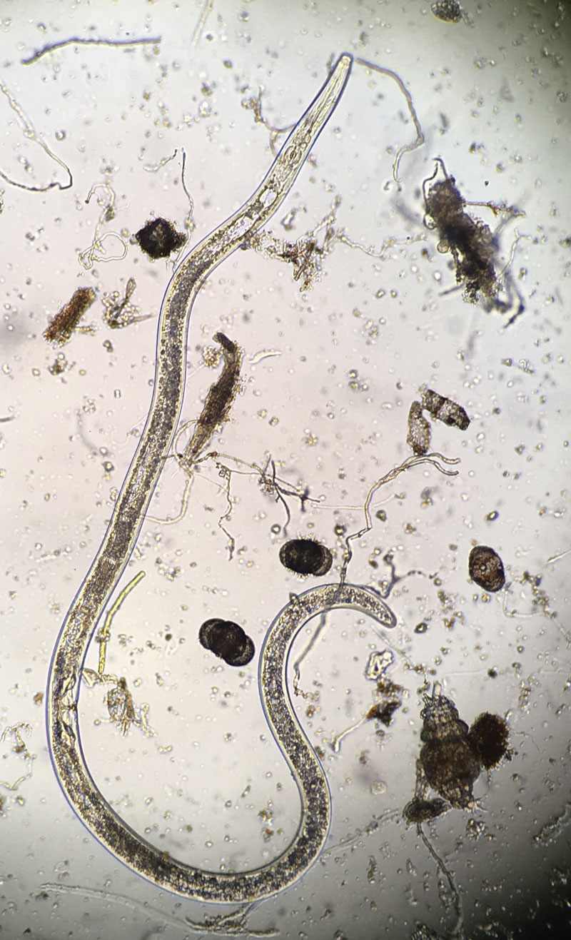 Photo 1. Belonolaimus longicaudatus (sting nematode) is a large nematode, reaching sizes of about 1/8-inch long when mature. (Photo: Bruce Martin)