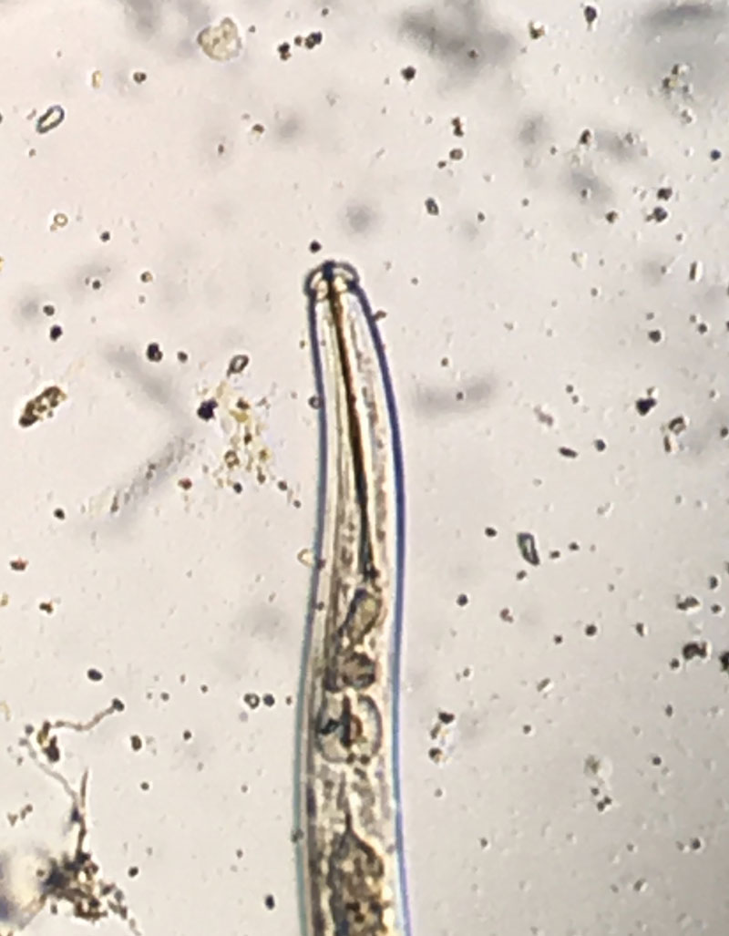 Photo 2. Sting nematode has a long stylet that allows it to feed deep within root tissues. (Photo: Bruce Martin)