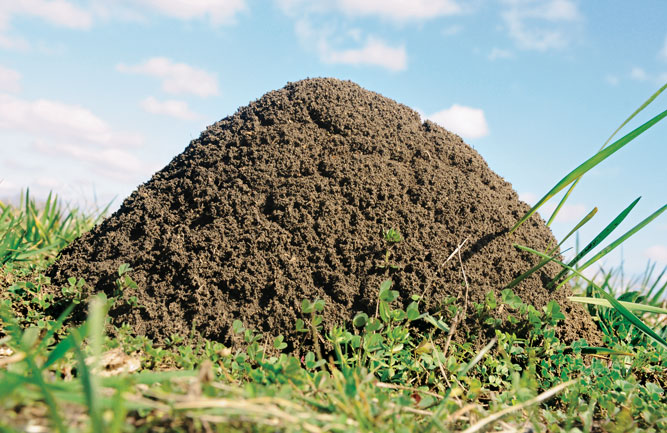 The iconic fire ant mound is a surefire way to spot the pest on your course. The mound won’t have any visible entrances. (Photo: Blake Layton, Ph.D.)