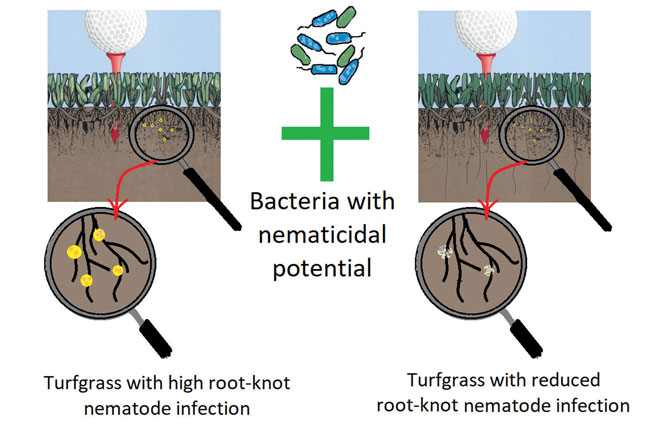 Some bacterial strains can potentially reduce the population density of root-knot nematodes and enhance turfgrass root growth. (Graphic: Will Groover, Ph.D.)