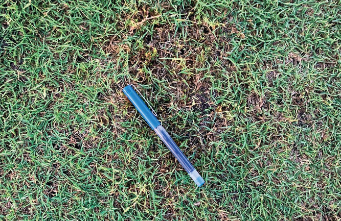 Declining turf is a sign of stress, but it’s also a sign of bermudagrass mites. A telltale sign of bermudagrass mite damage is the stunted growth of turfgrass. (Photo: Craig Weyandt)