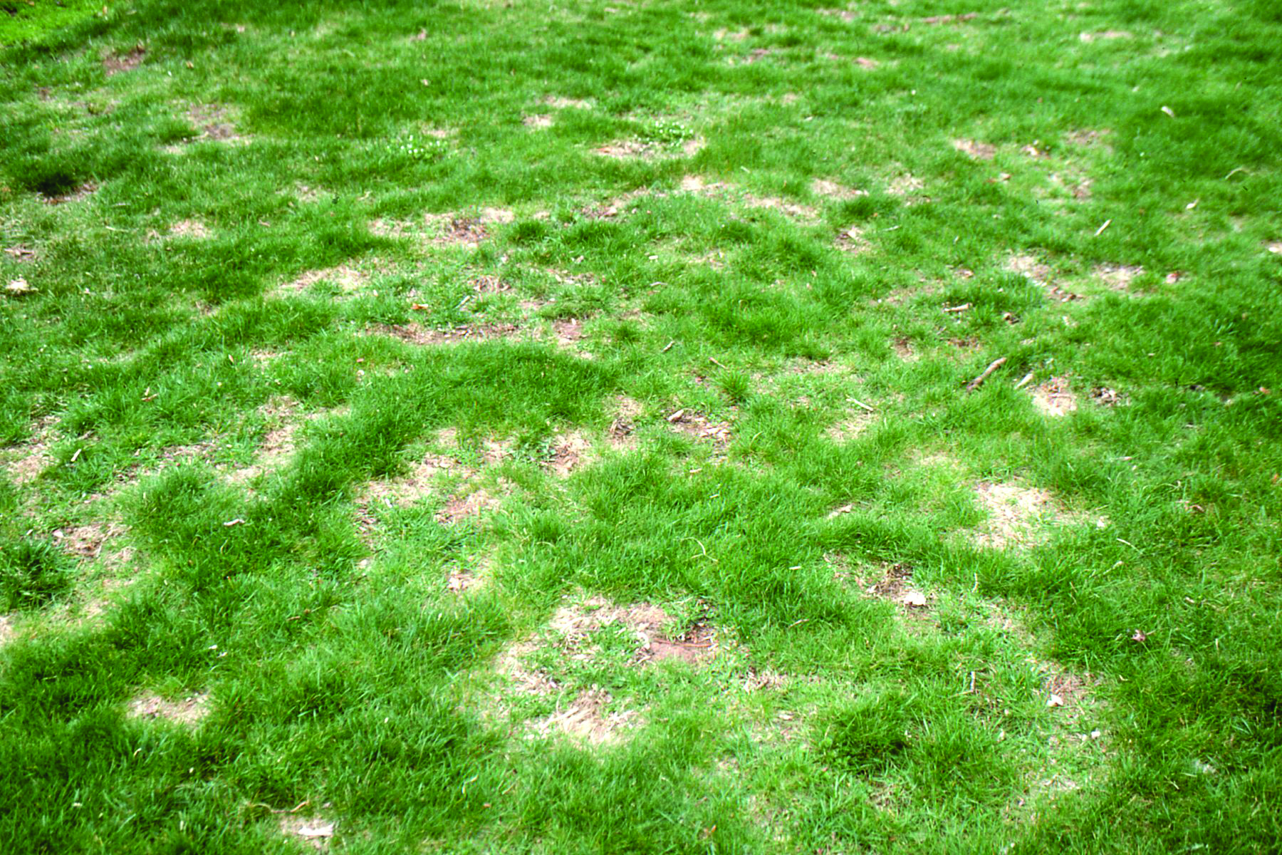 Being proactive matters when managing necrotic ring spot. Experts say it’s crucial to treat turf before signs of damage appear. (Photo: Syngenta)