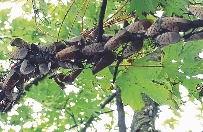 When spotted lanternflies first infest a new area, adults will swarm properties. (Photo: Brian Walsh)