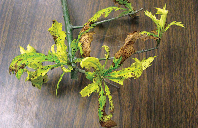 Low-pH soils often tie up essential elements that some trees require to photosynthesize. (Photo: John Fech)