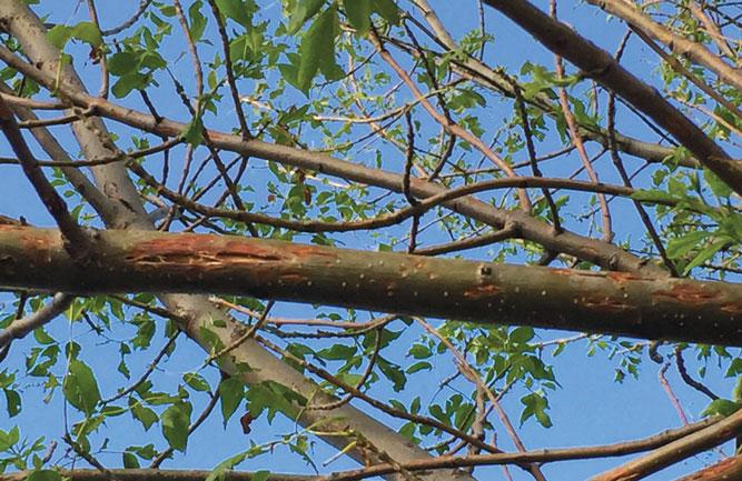 The forces of Mother Nature such as hail damage are typical of a general abiotic malady. (Photo: John Fech)