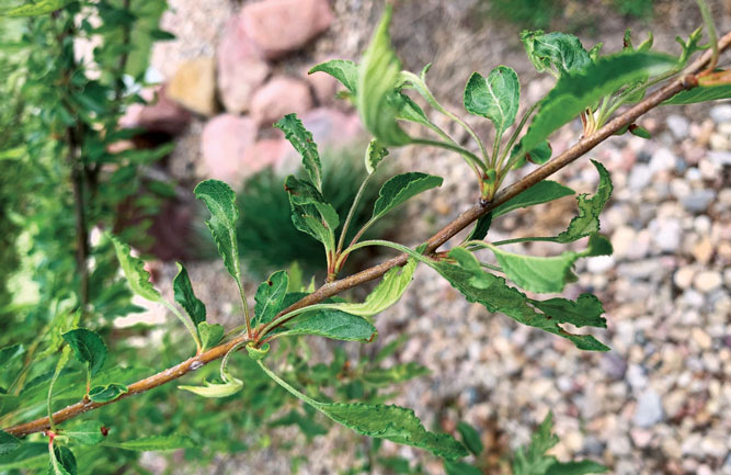 Unfortunately, herbicides that target turf weeds can also damage trees. (Photo: Neil Formak)