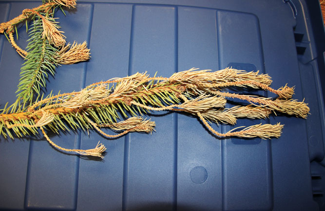 Temperature extremes can cause significant damage to trees and shrubs. (Photo: Lori Stepanek)