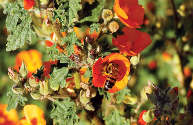 Walt Osborne of Syngenta’s Operation Pollinator says the sight of an actively managed hive on the golf course is becoming more common. (Photo: Walt Osborne)