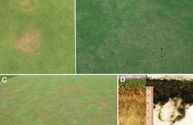 Photos by: MiGCSA (A); Jim Kerns, Ph.D., NC State University (b, c, d)