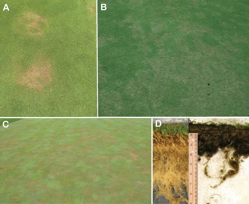 (B and C) Pythium root rot on creeping bentgrass, and (D) healthy versus Pythium root rot. (Photos by: MiGCSA (A); Jim Kerns, Ph.D., NC State University (b, c, d))