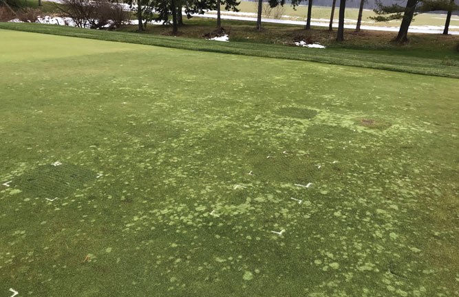 This field study evaluated the effects of hollow-tine aerification with drench applications of dish soap. (Photo: Zane Raudenbush, Ph. D.)