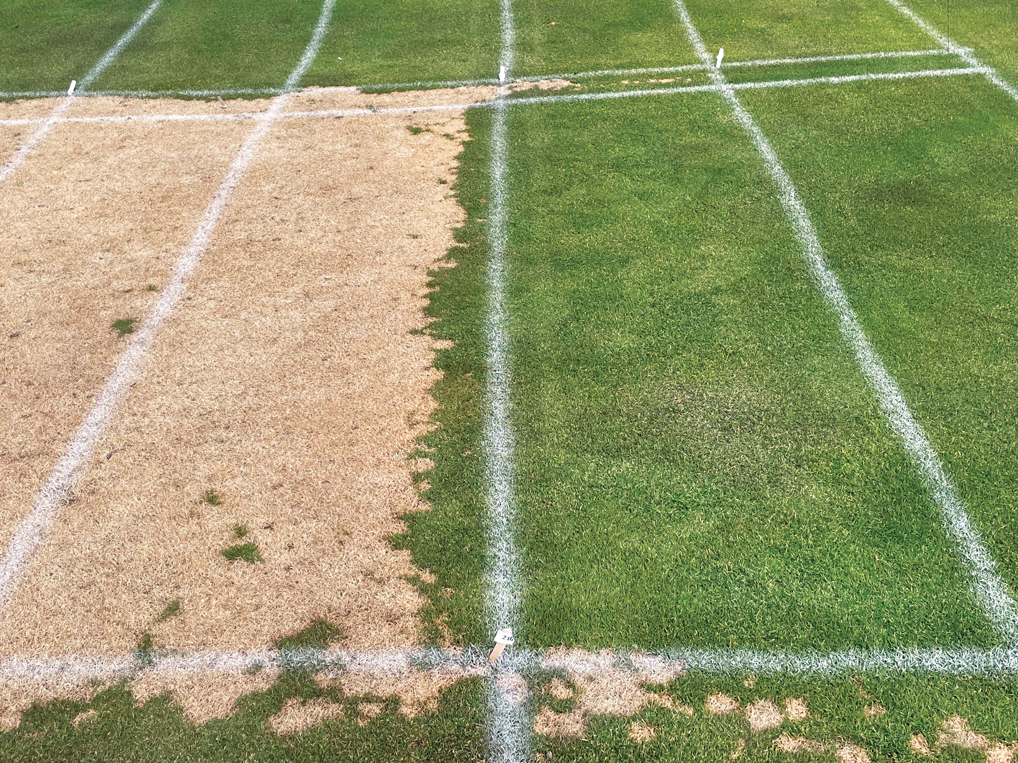 Last year our research site at Giant’s Ridge GC in Biwabik, Minn., had a lot of snow mold in non-treated areas but much less breakthrough on treated plots due to less December rain compared to our other sites. (Photo: Paul Koch, Ph.D.)