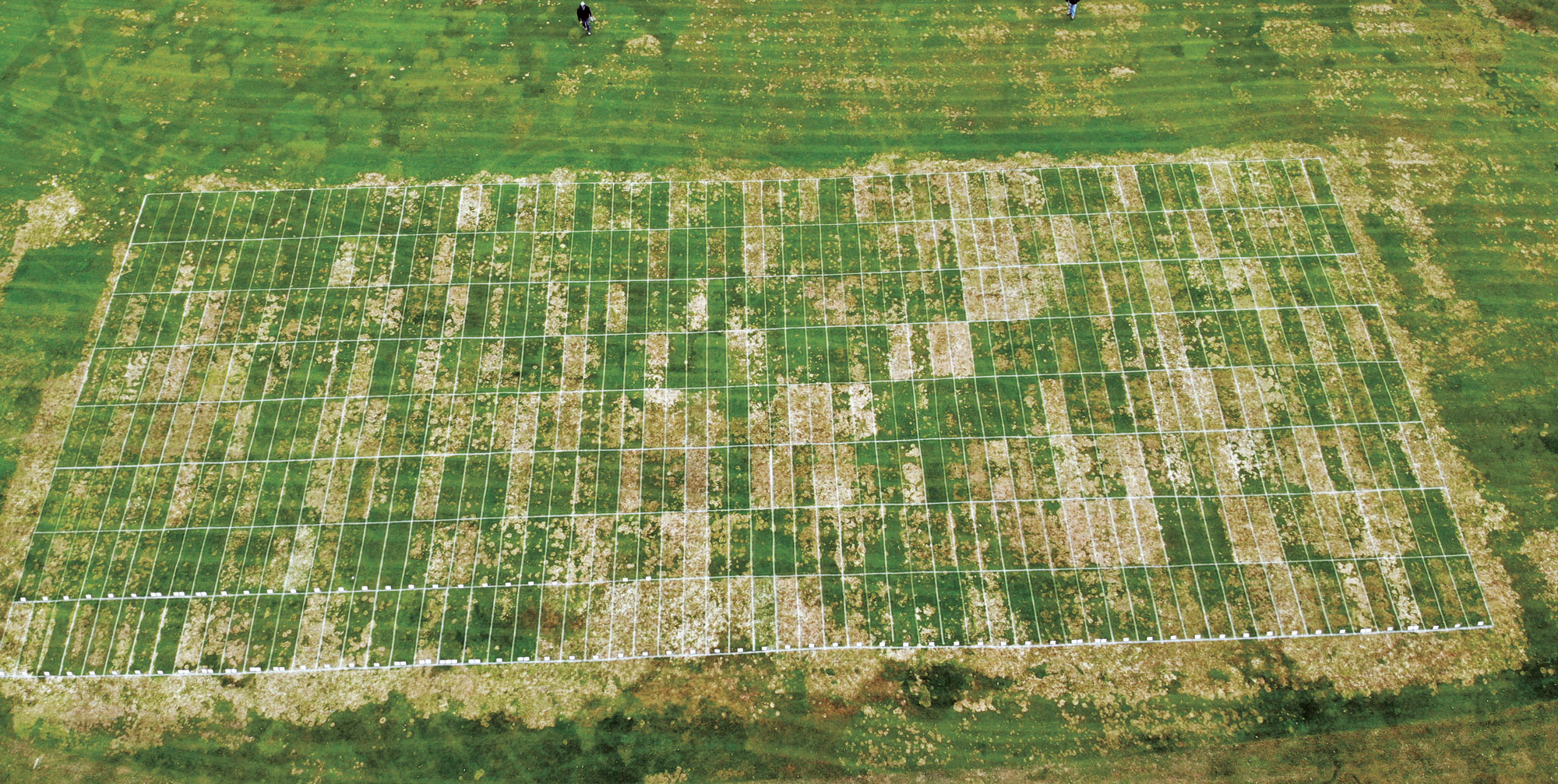 Aerial view of our research trial at Marquette GC in Marquette, Mich. Though there are some green rectangles, there is much more disease breakthrough than we typically experience. (Photo: Tom Steigauf)