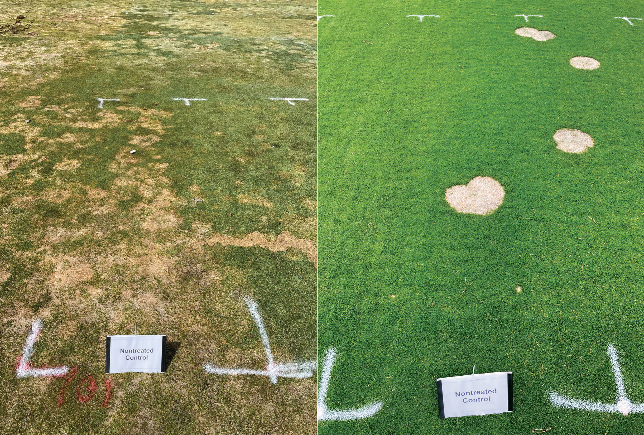 (Fig. 4) Snow mold pressure at McCall (Idaho) GC was much higher on the fairway (L) compared to the chipping green (R) just 500 yards away. The same difference was also observed at our research sites in Marquette, Mich., and Wausau, Wis. (Photos: Paul Koch, Ph.D.)