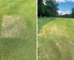 Annual bluegrass weevil struck The Golf Club in New Albany, Ohio, after a sod installation. The pest then quickly spread from sod squares to the rest of the course. (Photos: Chris Allender)