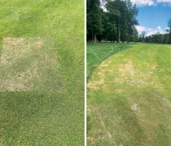 Annual bluegrass weevil struck The Golf Club in New Albany, Ohio, after a sod installation. The pest then quickly spread from sod squares to the rest of the course. (Photos: Chris Allender)