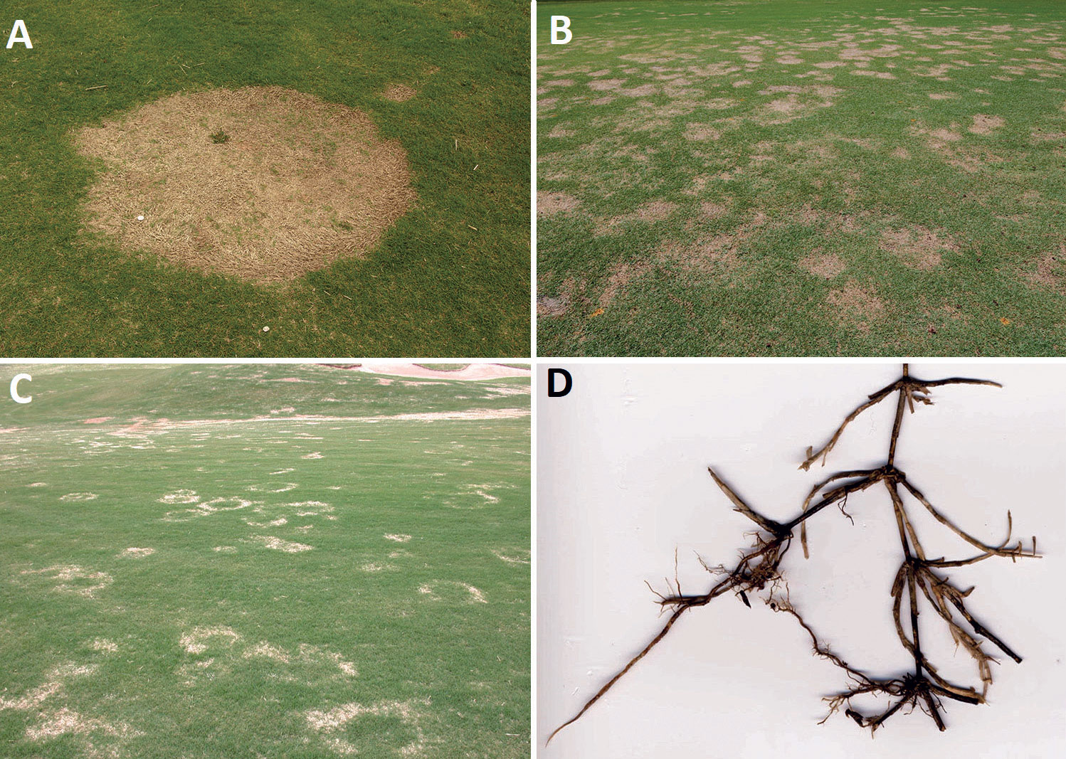 Spring dead spot (SDS) symptoms on bermudagrass: A) Bleached color of the dead plants, B) Severe SDS on a golf course fairway, C) Less severe circular and arc patterns of SDS on a golf course fairway, and D) Dead bermudagrass plant with blackened roots, crown, rhizomes and stolons. (Photo: Nathan Waler, Ph.D., Oklahoma State University, EPP-7665)