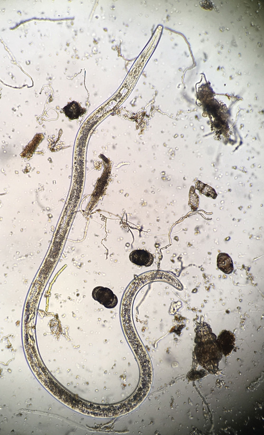 Belonolaimus longicaudatus (sting nematode) is a large nematode, reaching sizes of about 1/8-inch long when mature. (Photo: Bruce Martin)