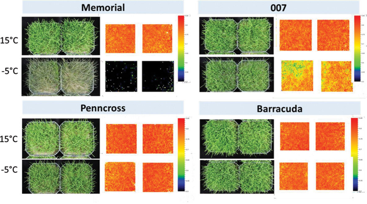 Chlorophyll fluorescence imaging of creeping bentgrass seedlings in response to a simulated overnight freezing event at -5 degrees C (23 degrees F). Images represent the measurement of the percentage of photochemical efficiency pre-freezing, and then post-freezing under low or high light conditions. A higher photosynthetic efficiency is indicated by a higher amount of red and orange pixel colors. In contrast, lower photochemical efficiency is indicated by colors of green to dark blue, indicating post-freezing damage to photosynthetic machinery. (Graphic: Golfdom staff)