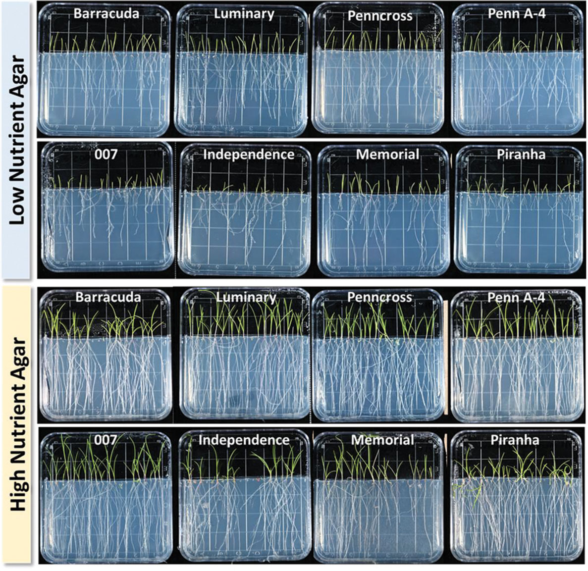 Creeping bentgrass seedlings exposed to combination treatments consisting of high or low temperatures (20 or 10 degrees C) and three light intensity levels (800, 400 and 100 µmol m-2 s-1 PPFD). We used light-intensity treatments with shade cloths to reduce 0 to 90 percent light. The top panel photos show plants at seven days of treatment. The bottom panel highlights the growth changes for one cultivar, Memorial creeping bentgrass. (Photos by: Michell DaCosta)