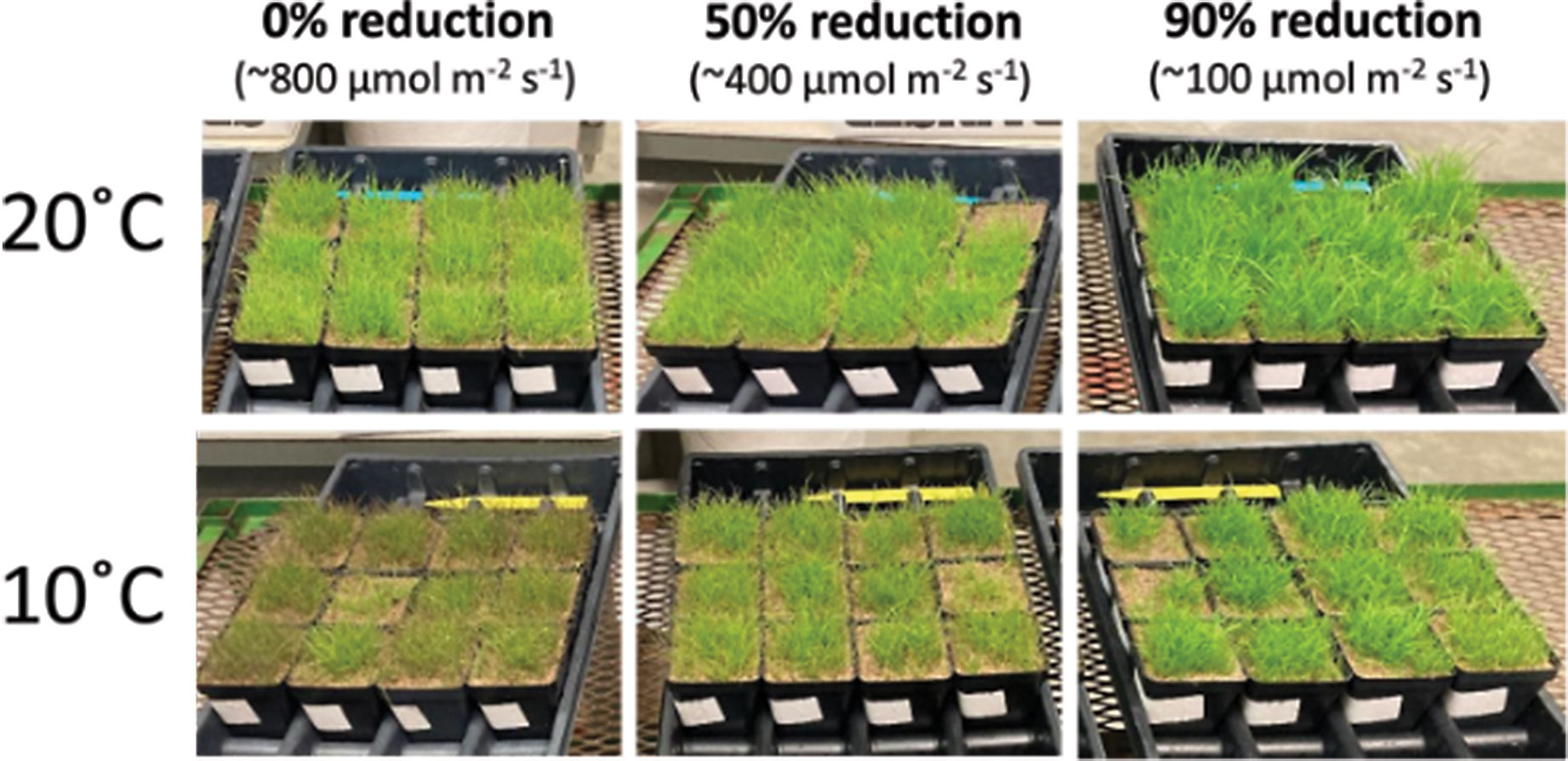 Controlled environment experiments using petri dish assays to assess the seedling vigor of different creeping bentgrass cultivars when grown at 15 degrees C (59 degrees F). Seed were sown into agar media amended with either low nutrient (top two rows) or high nutrient solution (bottom two rows). (Photos by: Michell DaCosta)