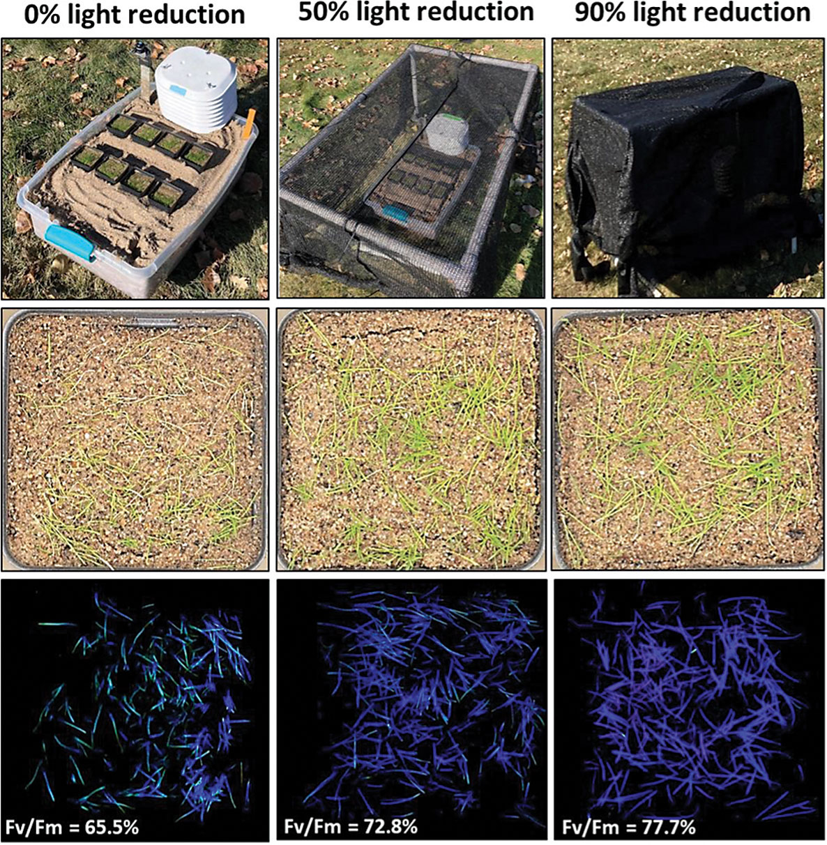 Field trials at UMass (South Deerfield, Mass.) and UMN (St. Paul, Minn.) testing the effects of creeping bentgrass genetics and the use of a permeable cover on spring establishment. The top panel shows the effects of cover treatments on increasing time to 50 percent green cover, and the bottom panel includes overhead plot images during the trial period at UMN. (Photos by: Michell DaCosta)