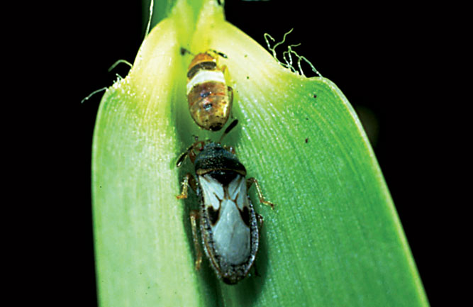 Of the several species of chinch bugs, the hairy chinch bug, identified by the white X on its back, is the most common for superintendents in North America. (Photo: David Shetlar)